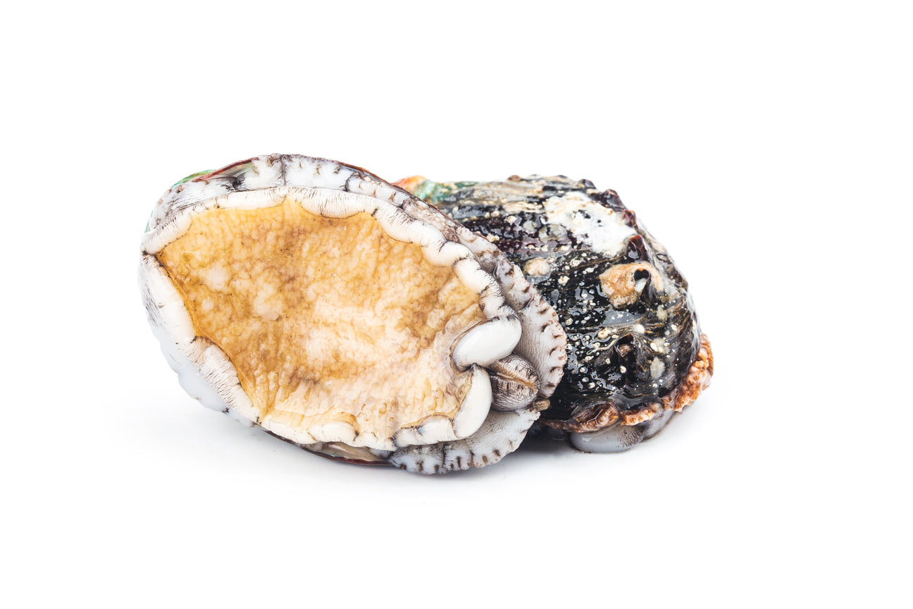 Mexico Abalone