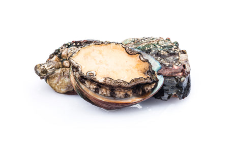 Australia Abalone