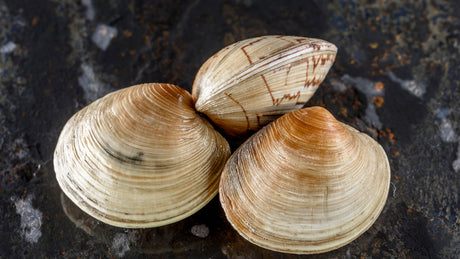 Manila Clam