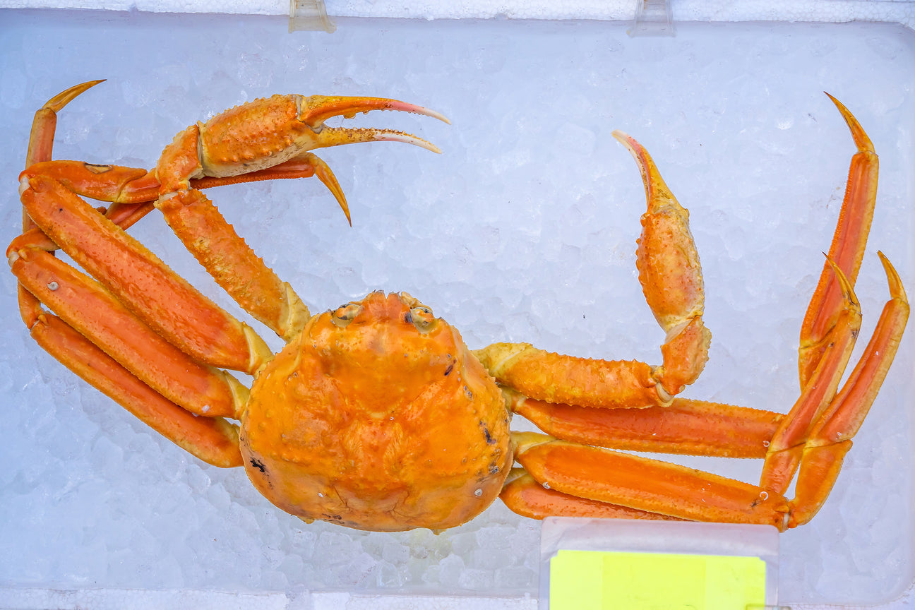 Snow Crab