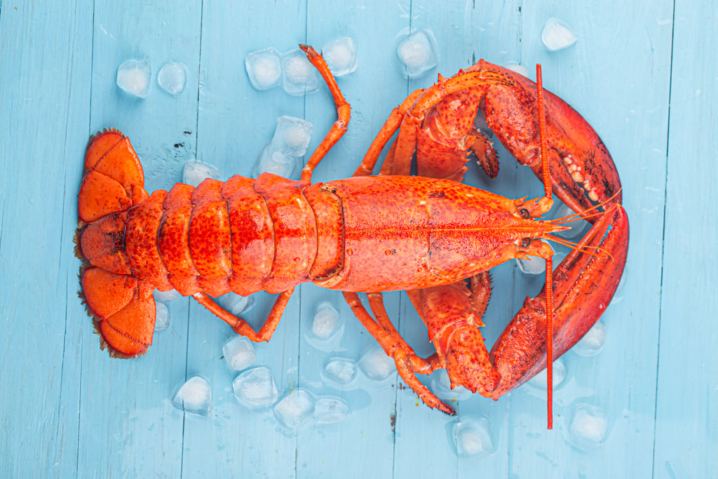 Buy Lobster Online in Singapore – Seaco Online