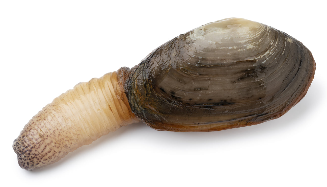 Geoduck Clam