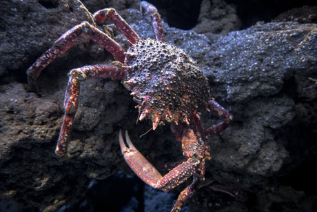 Spider Crab