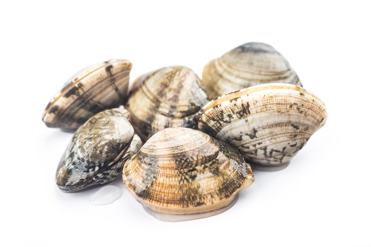 Venus Clams