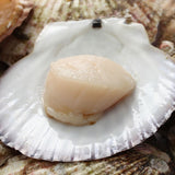 [Set of 2] Australia Abrohlos Island 1/2 Shell Scallop