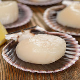 [Set of 2] Australia Abrohlos Island 1/2 Shell Scallop