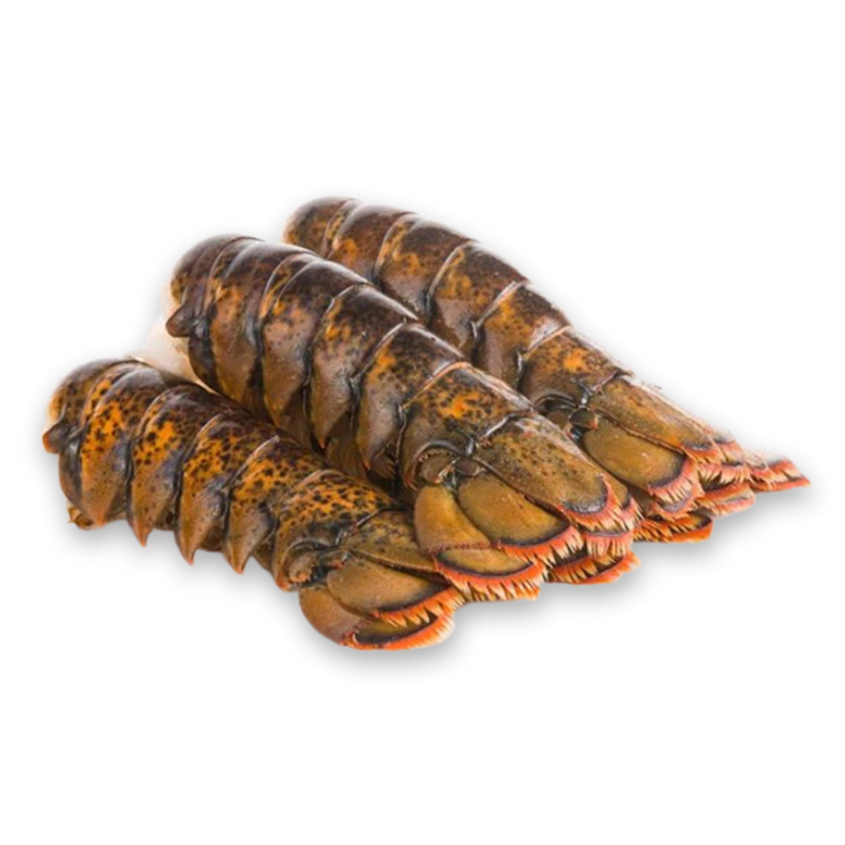 Frozen Boston Lobster Tail (100gm - 150gm)