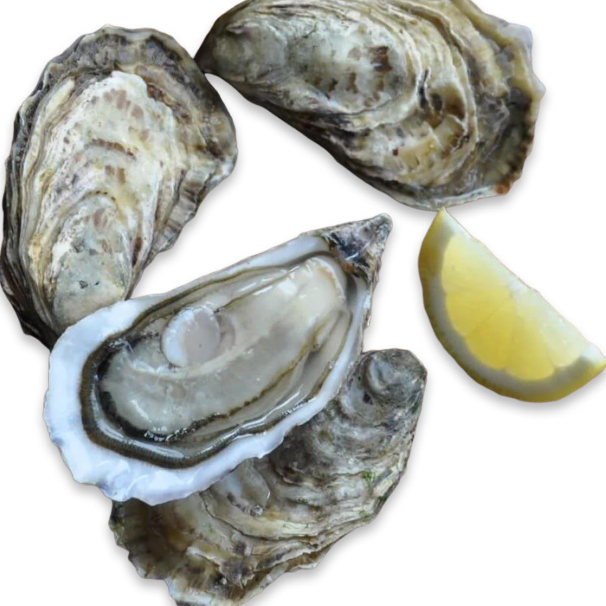 Bundle of 12 - Live French Oysters