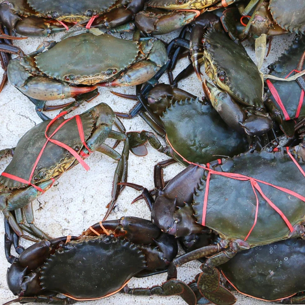 Live Indonesia Mud Crab - Medium