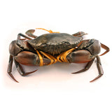 Live Indonesia Mud Crab - Large