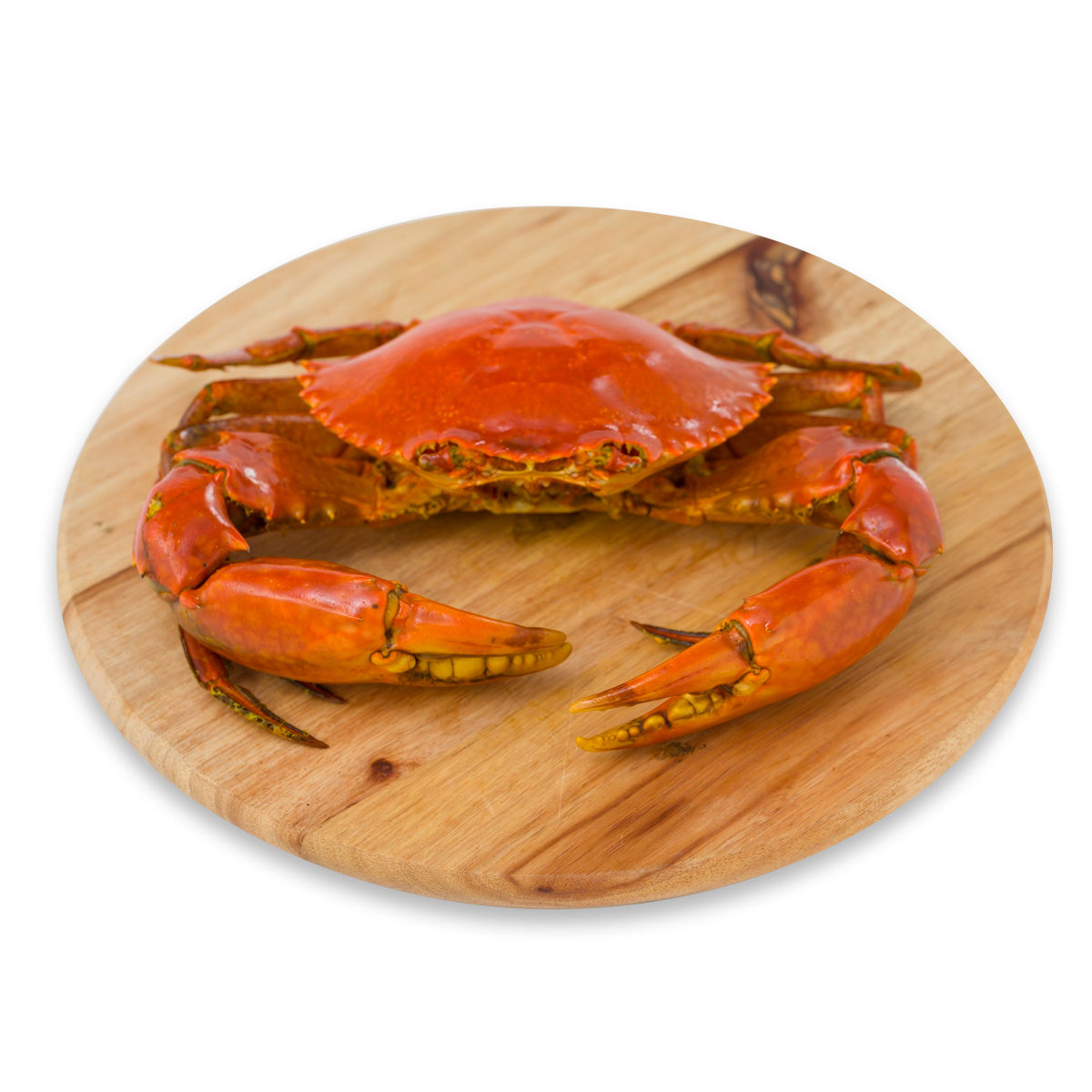 Live Indonesia Mud Crab - Large