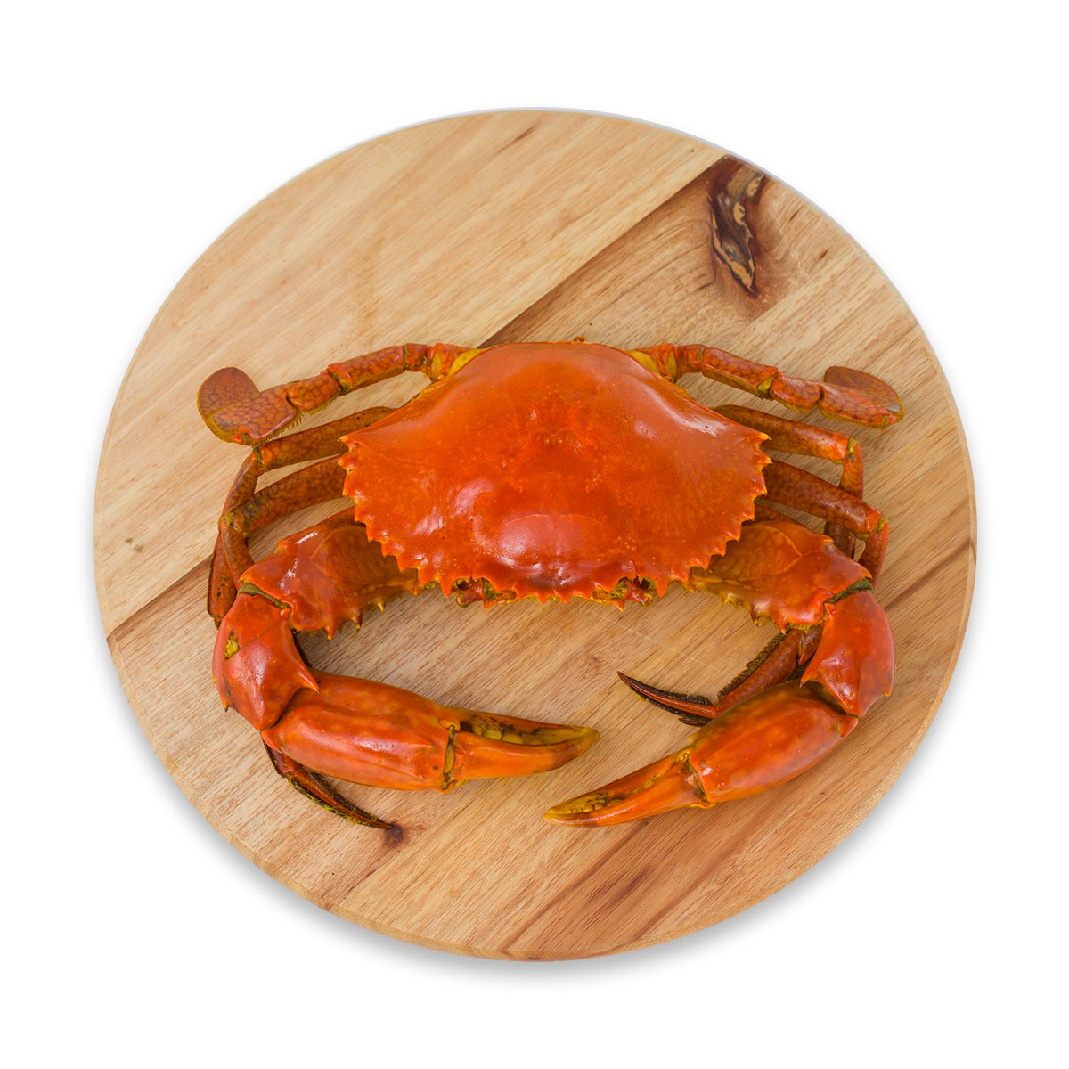 Live Indonesia Mud Crab - Large