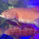 Live Red Grouper