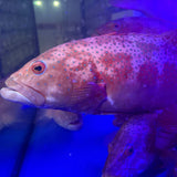 Live Red Grouper