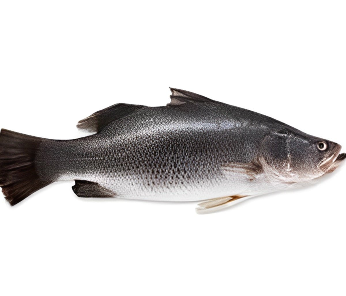 Live Sea Bass