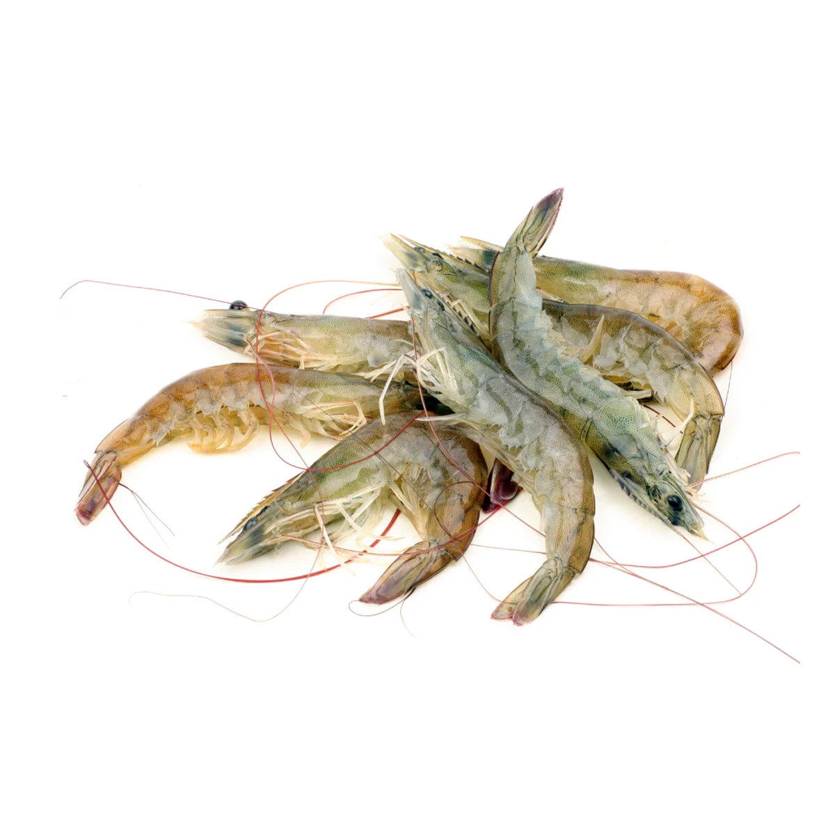 Live Vannamei Prawn