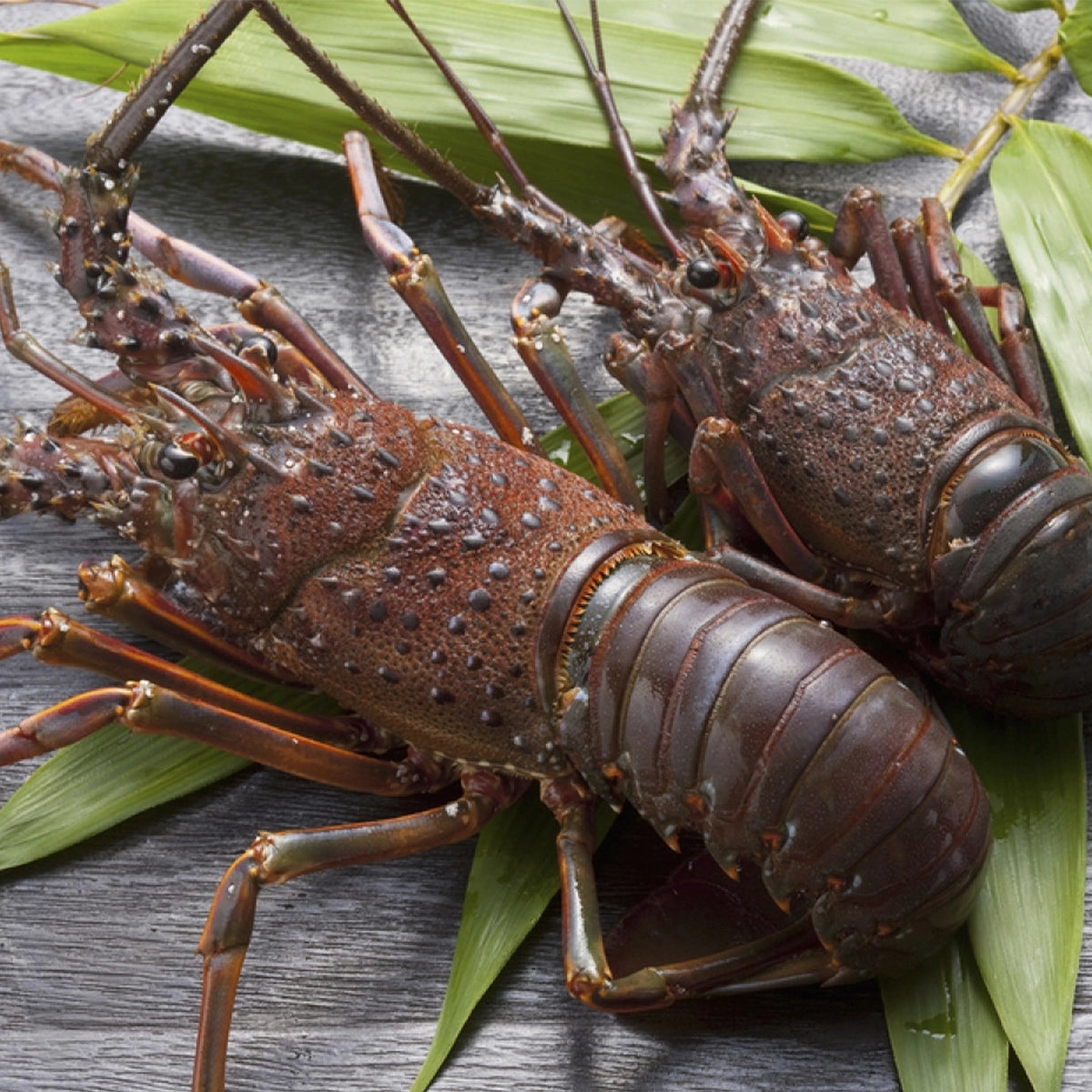 Live Western Australia Rock Lobster