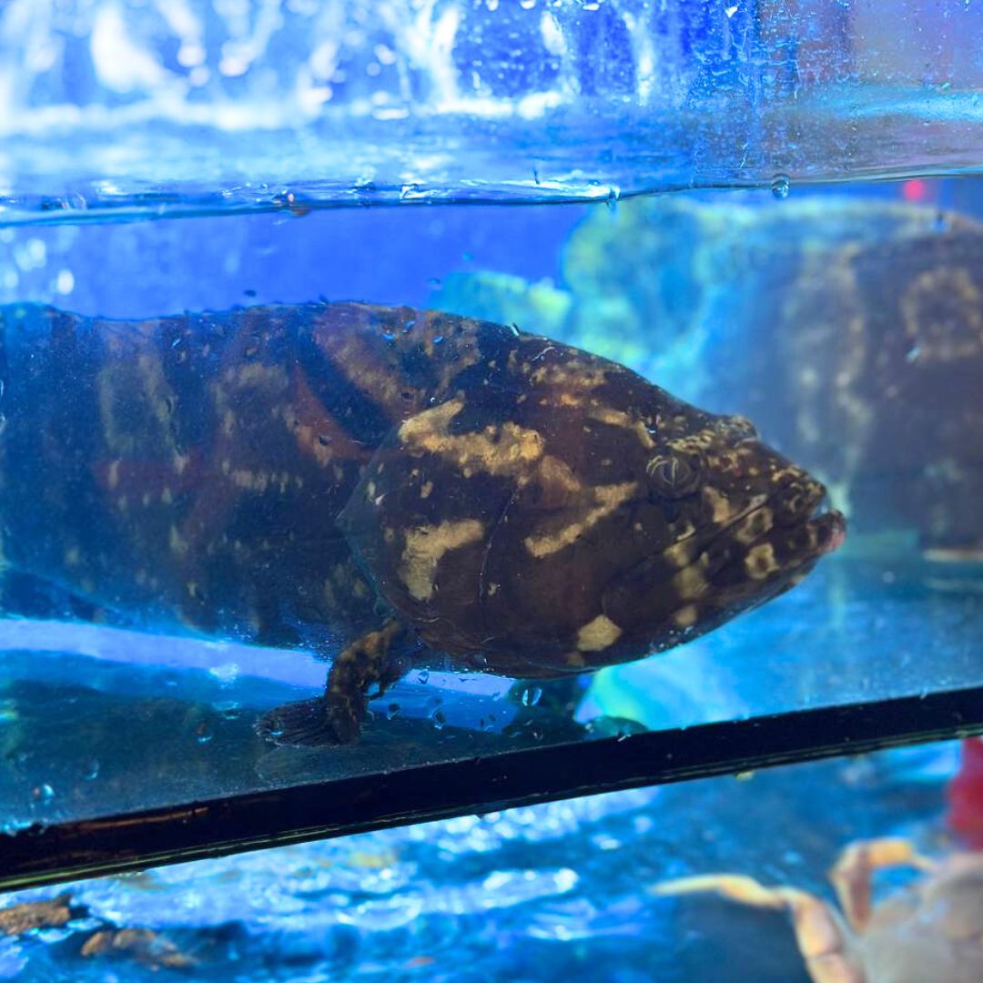 Live Hybrid Grouper