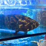 Live Hybrid Grouper
