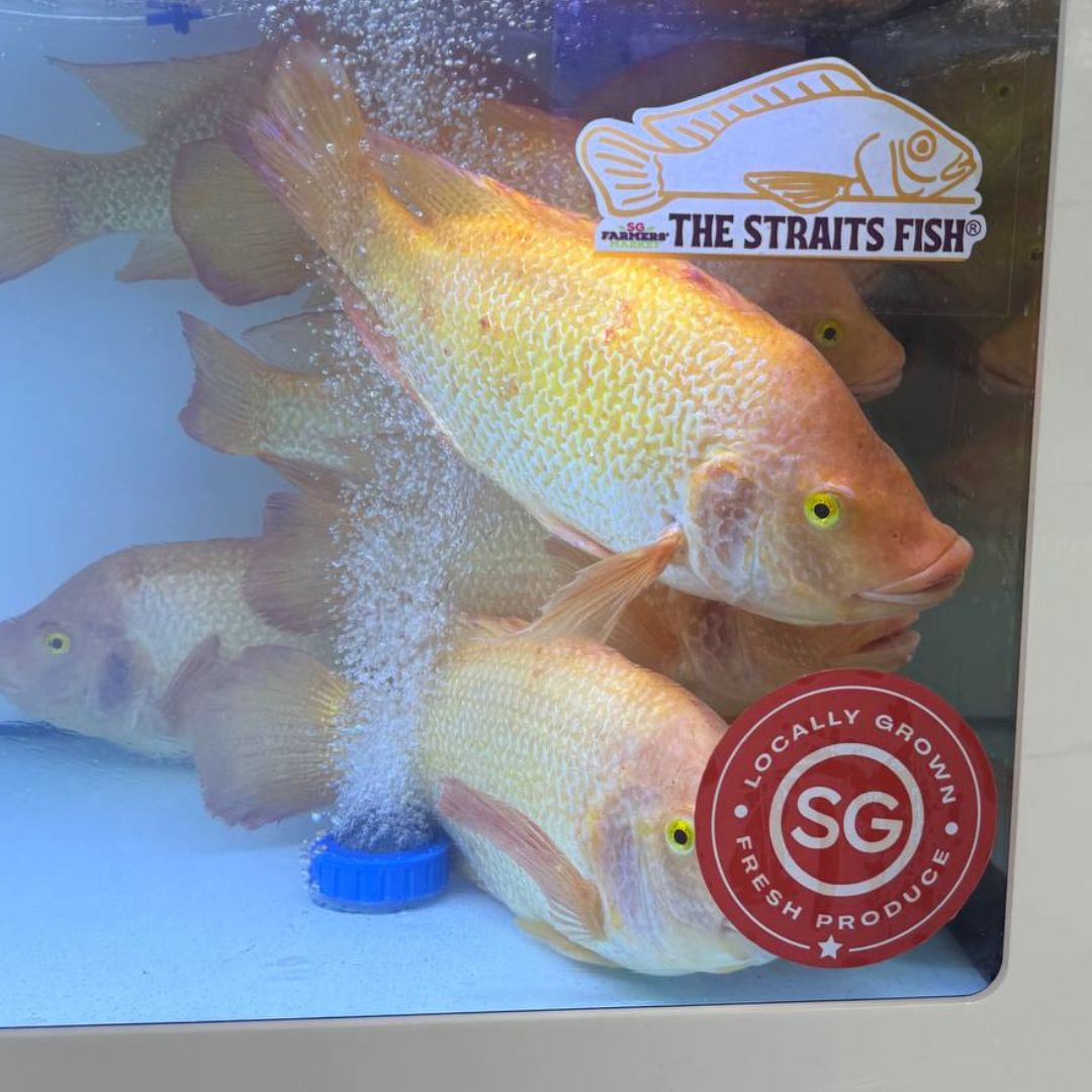 Live The Straits Fish®