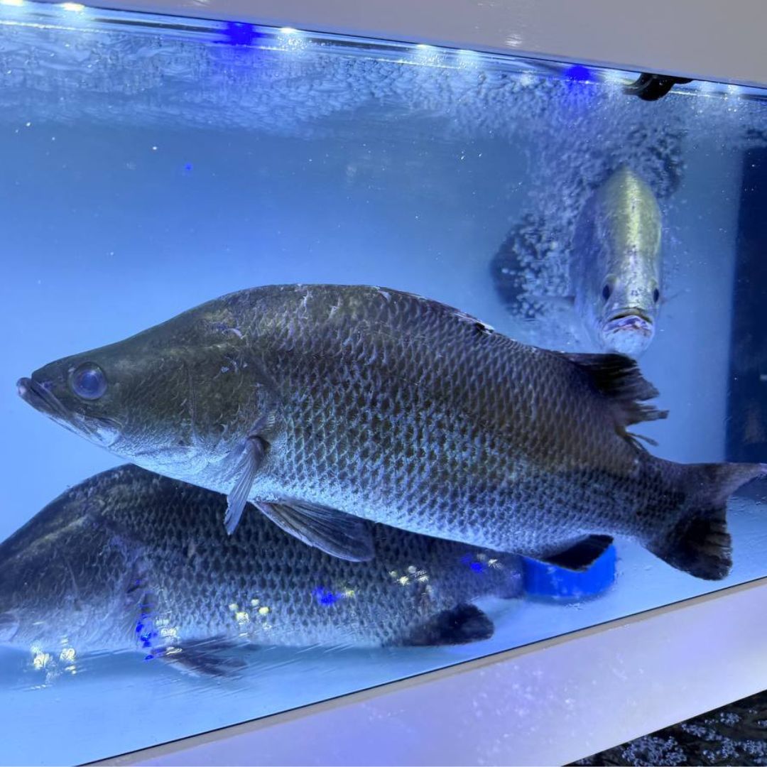 Live Sea Bass Fish | Sea Bass Singapore Delivery | Seaco – Seaco Online