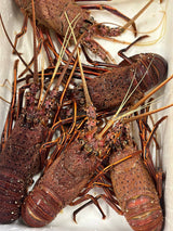 Live Western Australia Rock Lobster