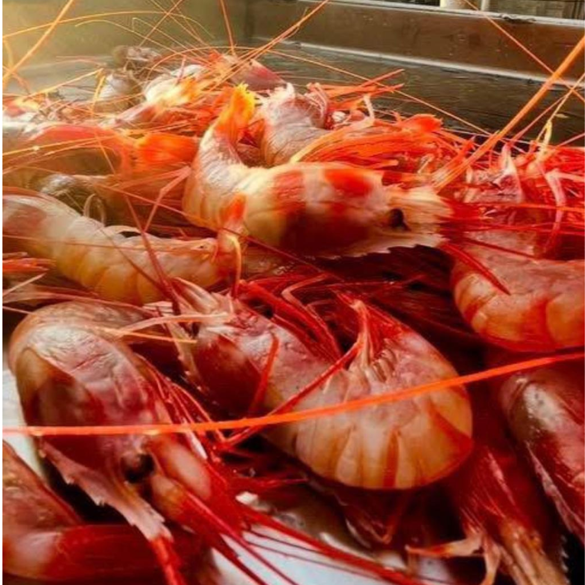 Sashimi Grade Frozen Pacific Dragon Prawn