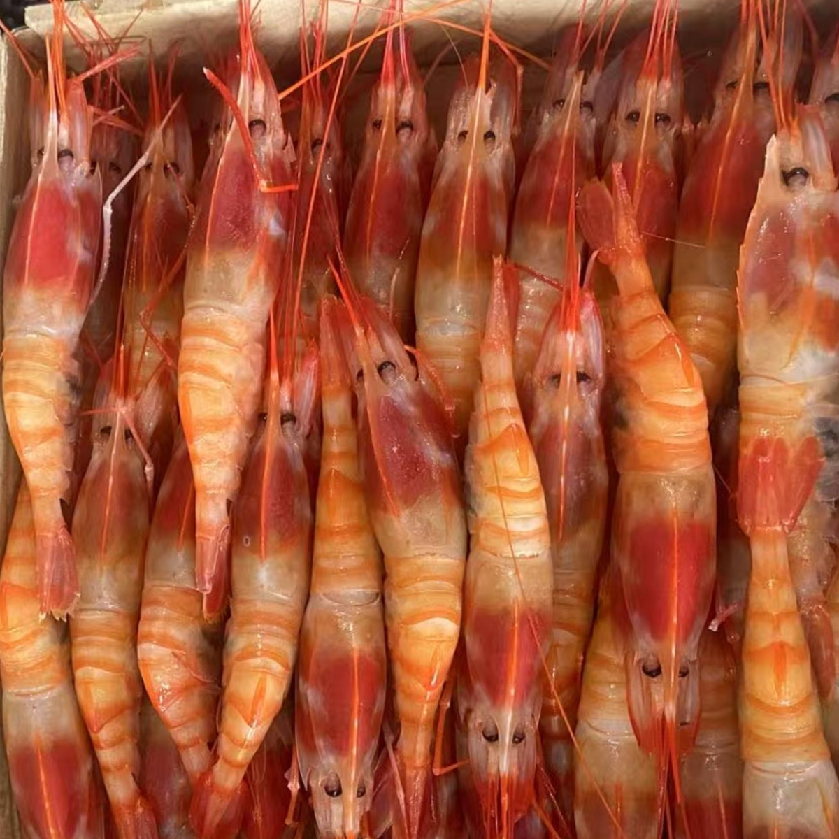 Sashimi Grade Frozen Pacific Dragon Prawn