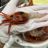 Sashimi Grade Frozen Pacific Dragon Prawn