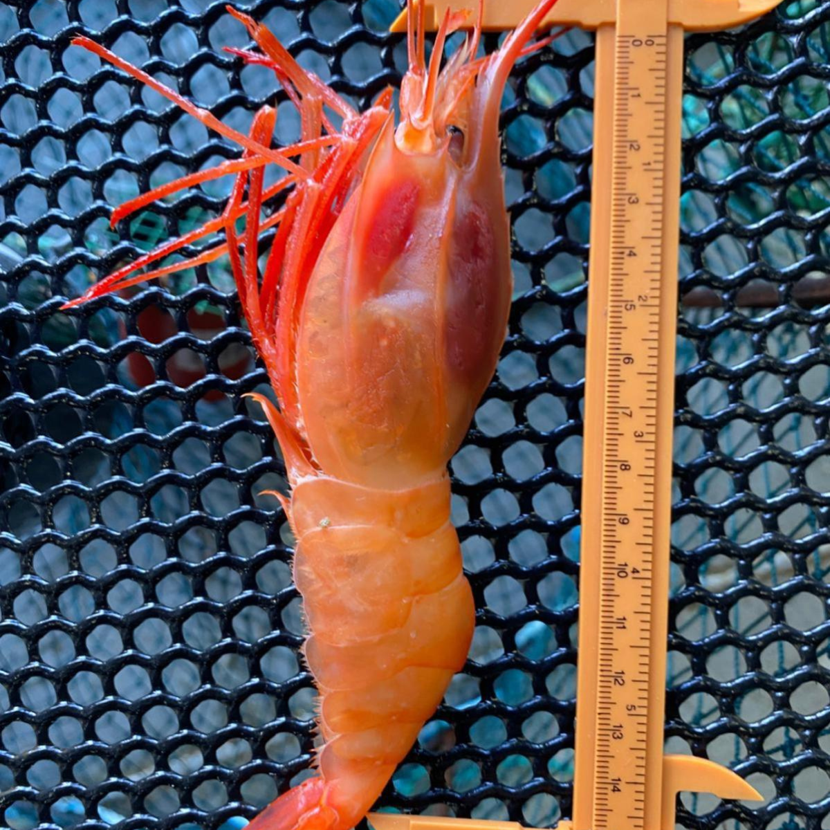 Sashimi Grade Frozen Pacific Dragon Prawn