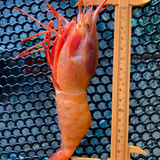 Sashimi Grade Frozen Pacific Dragon Prawn