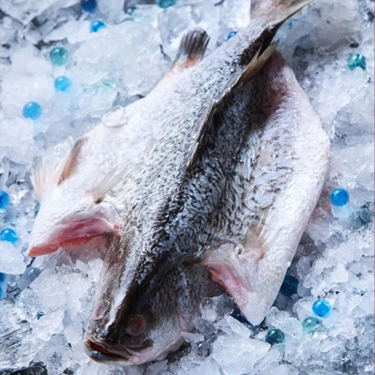 Whole Sea Bass - Butterfly Cut - Gilled, Gutted, Scaled