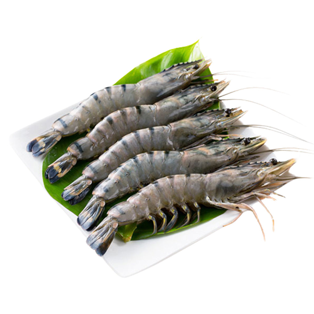 Tiger Prawn HOSO 21-25