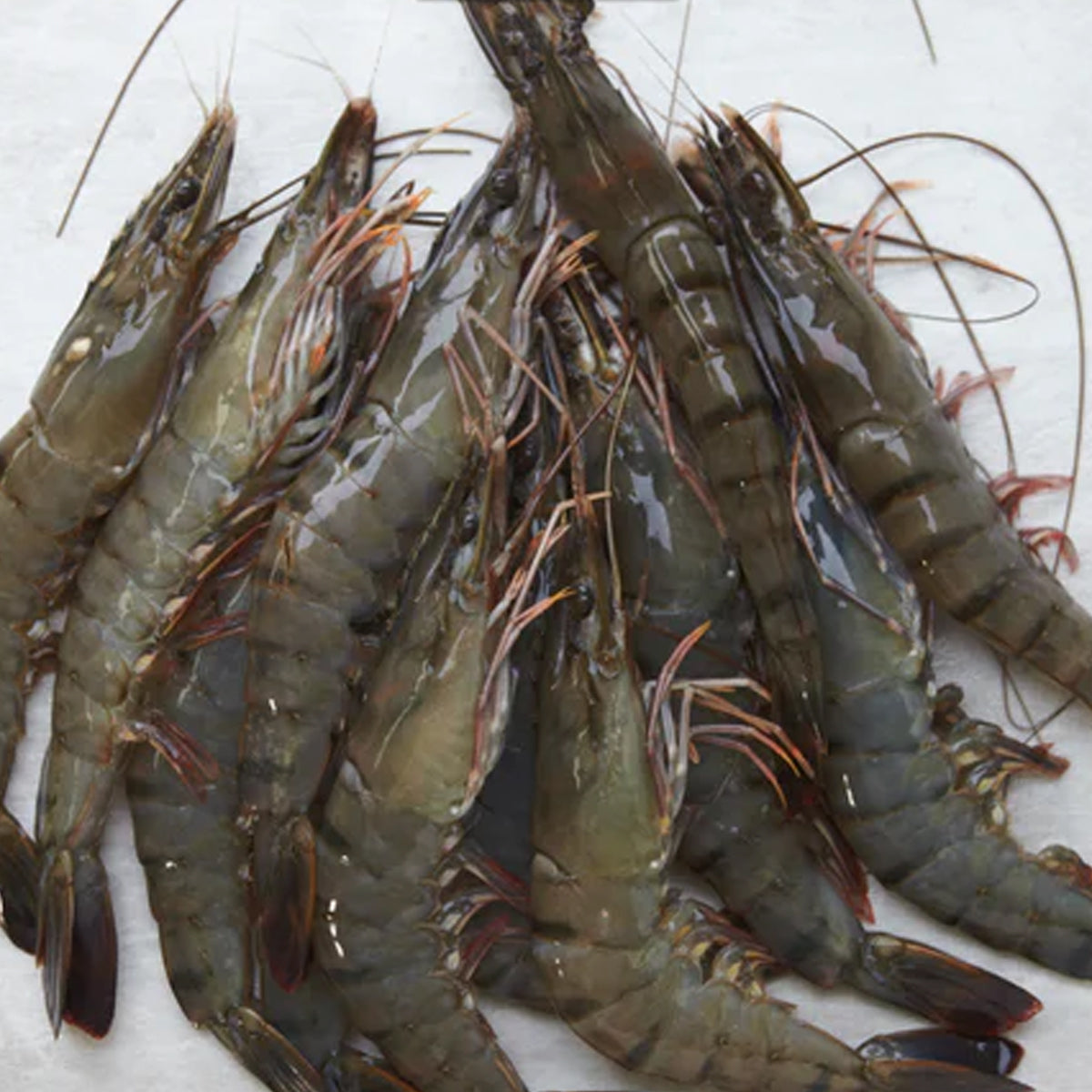 Tiger Prawns - Head On Shell On (16-20PCS)