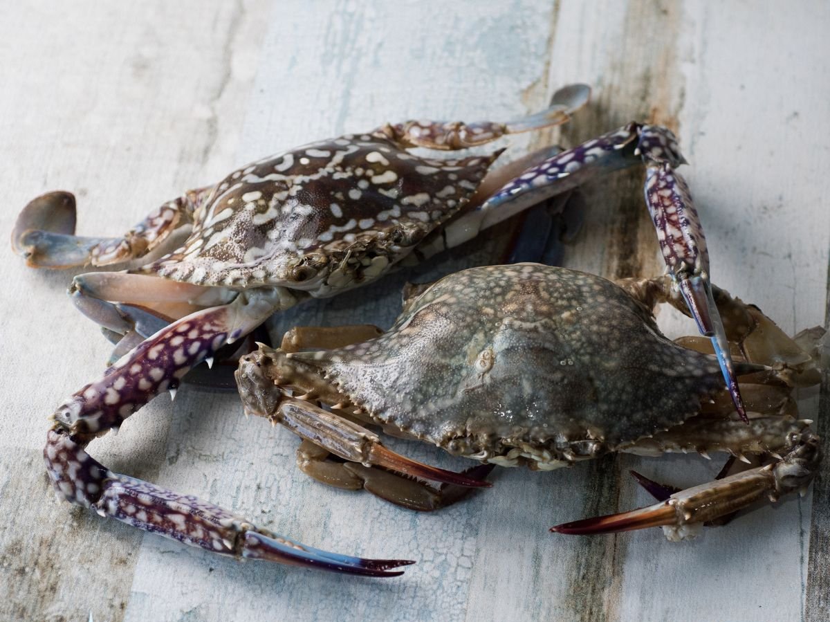 Frozen Blue Swimming Crab