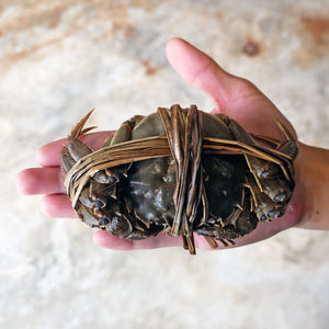 Bundle of 6 陽澄湖 Hairy Crab