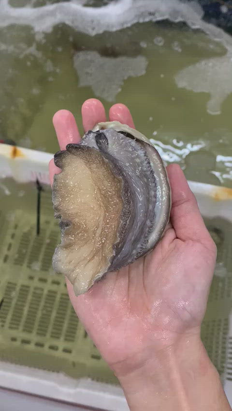 Live South African Abalone